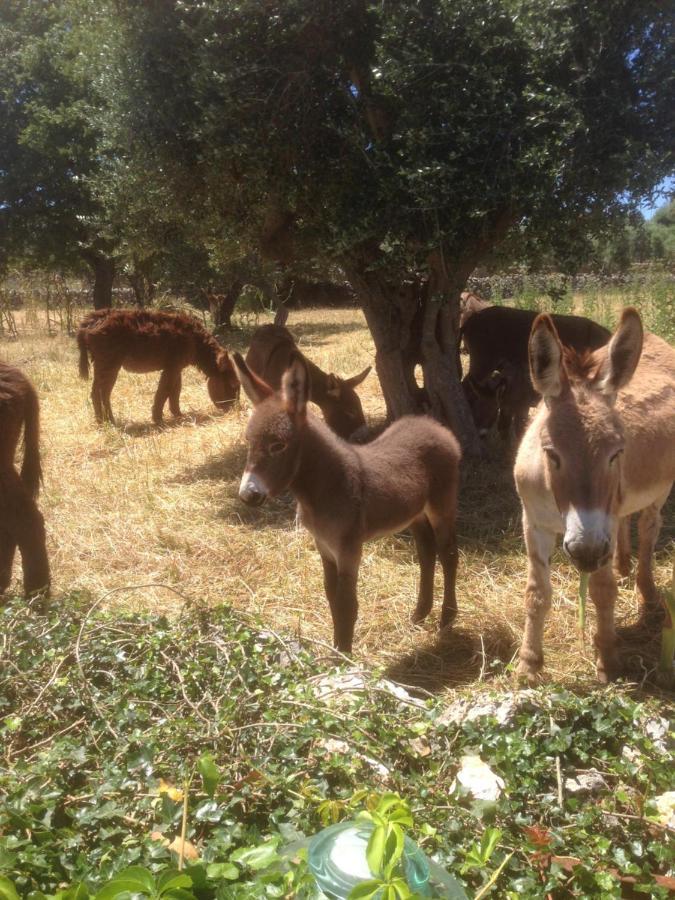 B&B Masseria Nuove Caselle Villa Castelli Luaran gambar